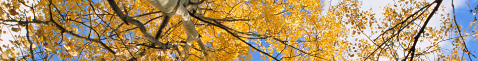 Tree top