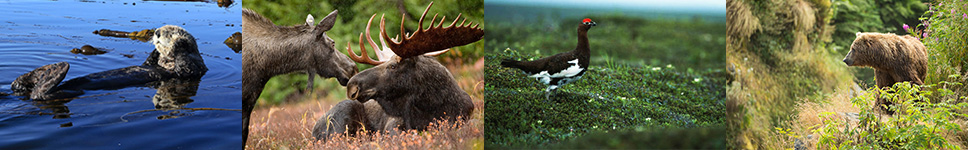 filmstrip of Alaska animals, sea otter, moose, ptarmigan, and bear